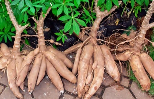 Cassava.jpg